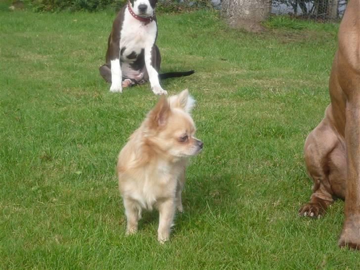 Chihuahua Mexi Zanto - min lille skat i haven :) billede 1