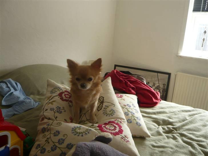 Chihuahua Mexi Zanto - Nyt marts 08 billede 2