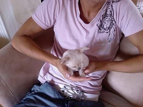 Chihuahua Mexi Zanto - 7 uger gammel billede 3