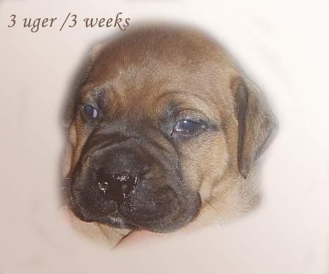 Bullmastiff Bertil billede 13