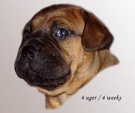 Bullmastiff Bertil billede 14