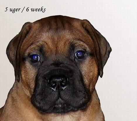 Bullmastiff Bertil billede 15