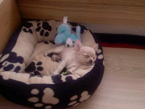 Chihuahua Mexi Zanto - 8 uger.. billede 4