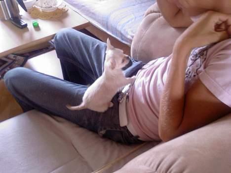 Chihuahua Mexi Zanto - På besøg hos opdrætter, 7 uger gammel :) billede 5