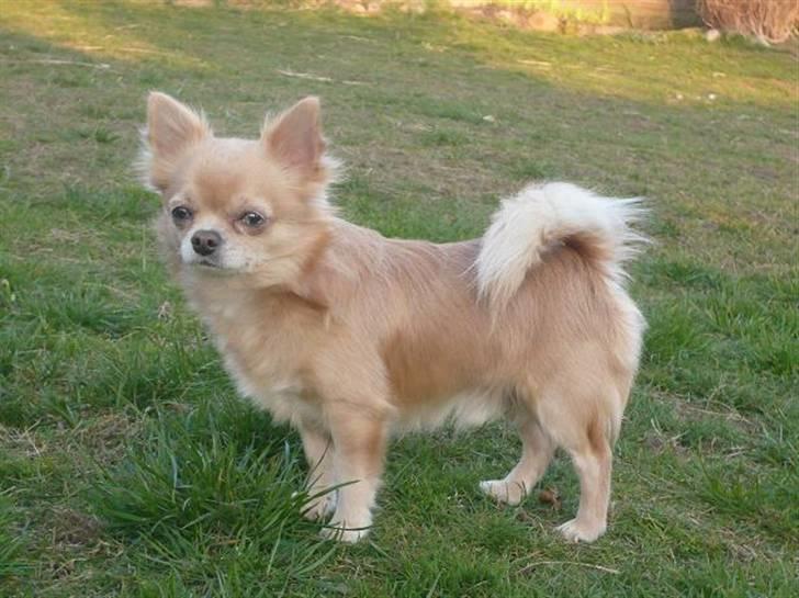 Chihuahua Mexi Zanto - Nyt billede.. D. 9.4.08 billede 6