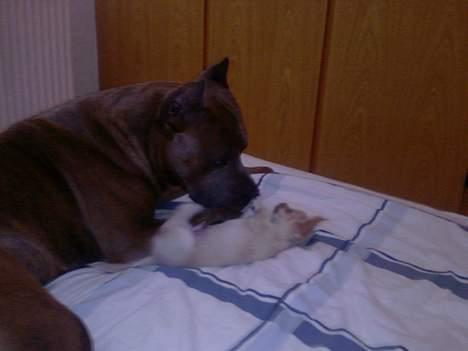 Chihuahua Mexi Zanto - 2006, Zanto og Malcom hygger.. billede 7