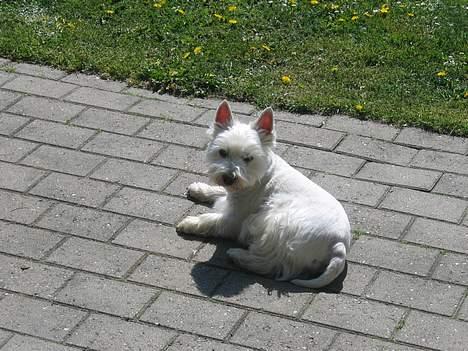 West highland white terrier cezar - Her er jeg ny klippet.. smukt ik?? ligner en bandit. billede 1