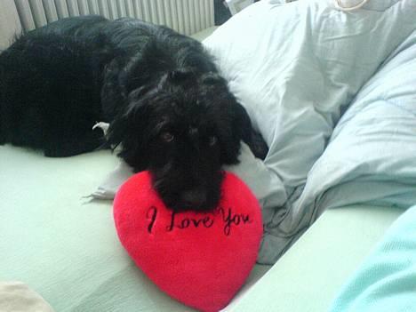 Langhåret hønsehund skipper - Her kan i se hvor meget jeg elsker mine ejere.? er jeg ikk bare dejlig.  billede 1