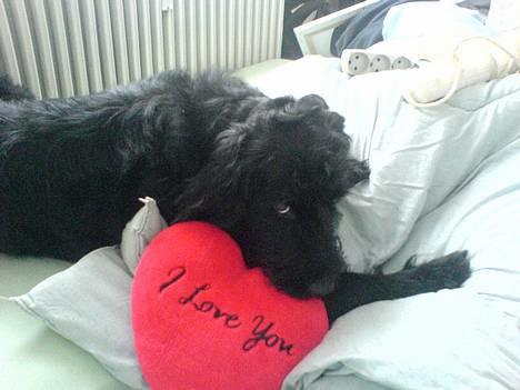 Langhåret hønsehund skipper - her er han igen. billede 2