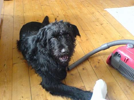 Langhåret hønsehund skipper - her ligger skipper så bare og slapper af. billede 3