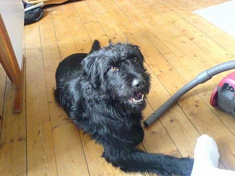 Langhåret hønsehund skipper - hey hva så skal vi tag en slapper? billede 4