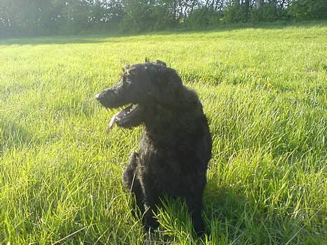 Langhåret hønsehund skipper billede 5