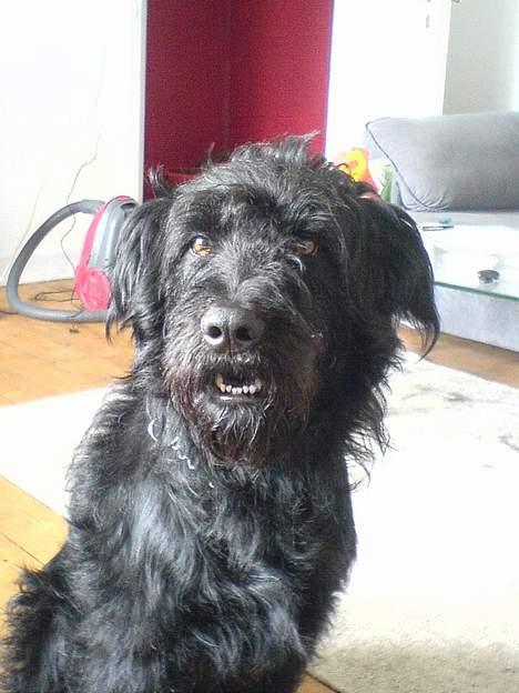 Langhåret hønsehund skipper billede 6