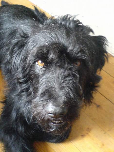 Langhåret hønsehund skipper billede 7