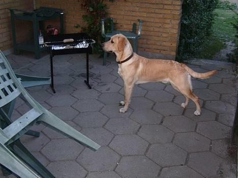 Labrador retriever Rico - "uhmmm..... jeg kan næsten ikke vente.....!" billede 3