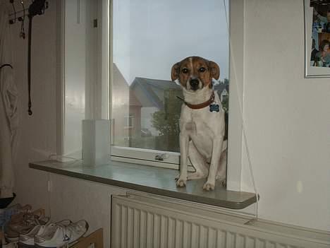 Dansk svensk gaardhund KING! billede 1