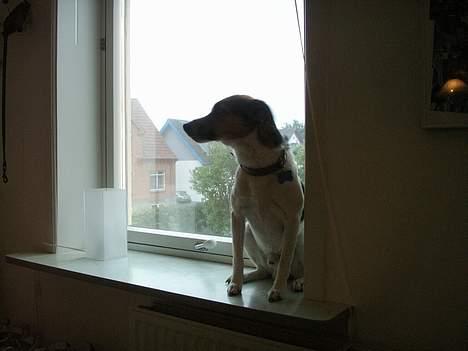 Dansk svensk gaardhund KING! billede 2