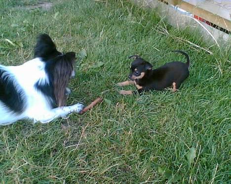 Chihuahua Chanel billede 13