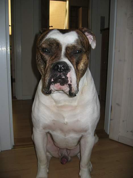 Amerikansk bulldog Cæsar billede 11