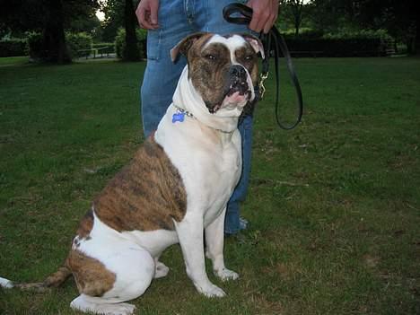 Amerikansk bulldog Cæsar billede 12
