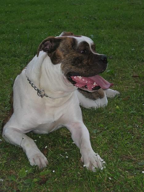Amerikansk bulldog Cæsar billede 13