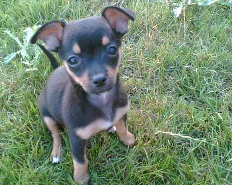 Chihuahua Chanel billede 16