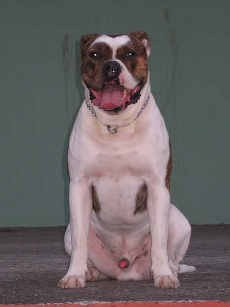 Amerikansk bulldog Cæsar billede 14