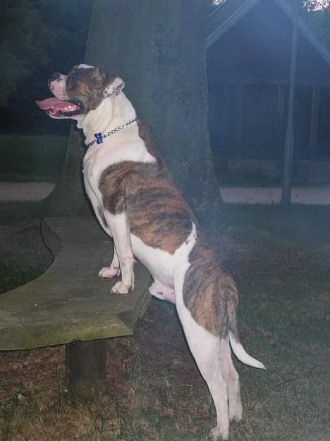 Amerikansk bulldog Cæsar billede 15