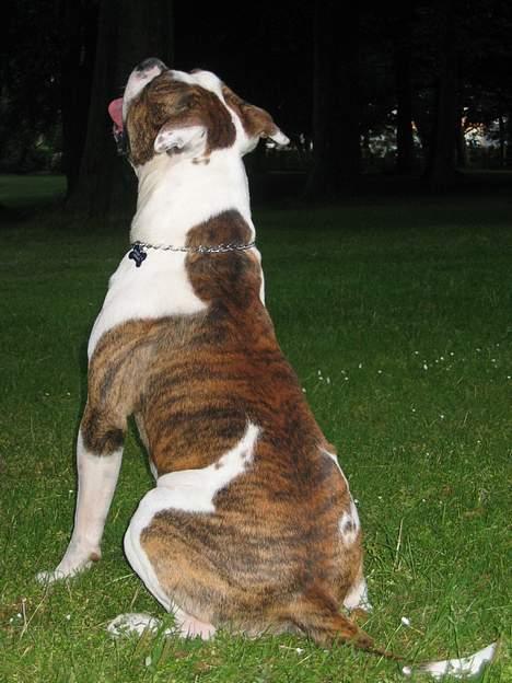 Amerikansk bulldog Cæsar billede 16