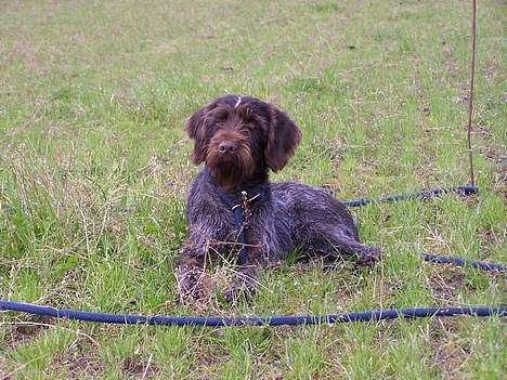 Ruhåret hønsehund "BORIS" - Lækker.. billede 1