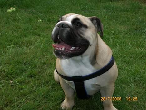 Engelsk bulldog Bertha billede 18