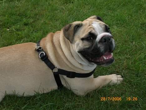 Engelsk bulldog Bertha billede 19