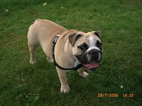 Engelsk bulldog Bertha billede 20