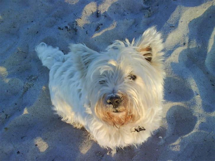West highland white terrier Basse manden ;P - moar leg med mig ! . . billede 14