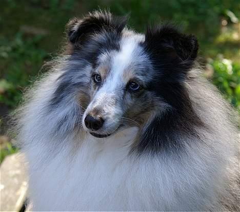 Shetland sheepdog Dumbo billede 9