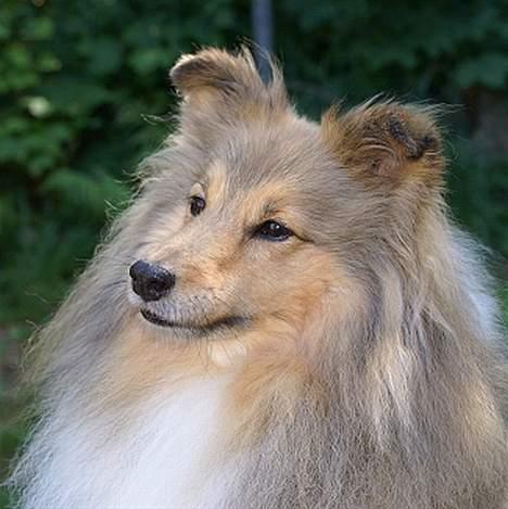 Shetland sheepdog Cassie billede 12
