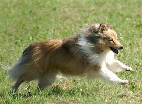Shetland sheepdog Cassie billede 13