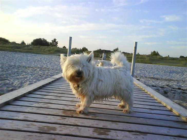 West highland white terrier Basse manden ;P billede 15