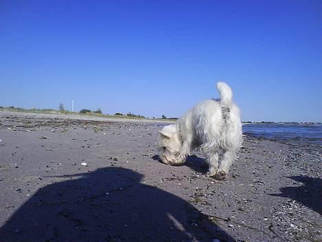 West highland white terrier Basse manden ;P billede 16