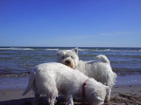 West highland white terrier Basse manden ;P - tit tit bøøh billede 17