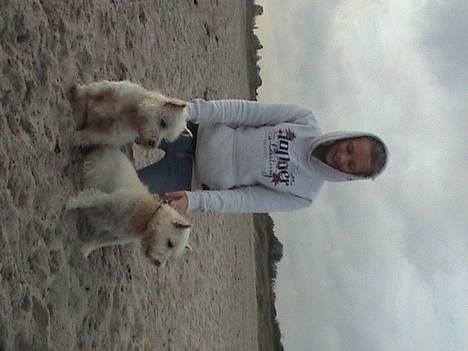 West highland white terrier Basse manden ;P billede 18