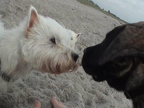 West highland white terrier Basse manden ;P billede 19