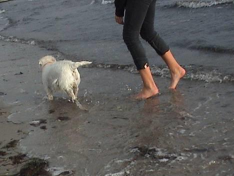 West highland white terrier Tilde :P - løber om kamp med sarah ! billede 18