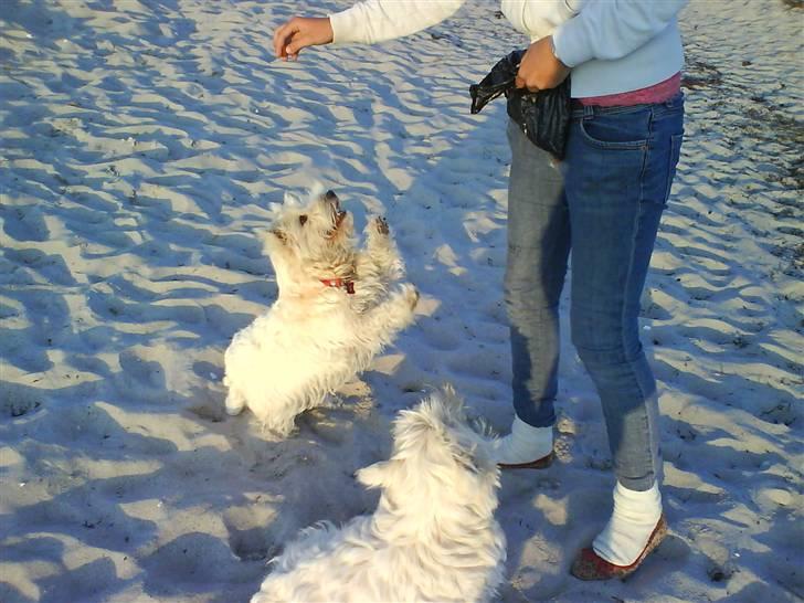 West highland white terrier Tilde :P billede 20