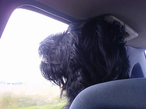 Langhåret hønsehund skipper billede 8