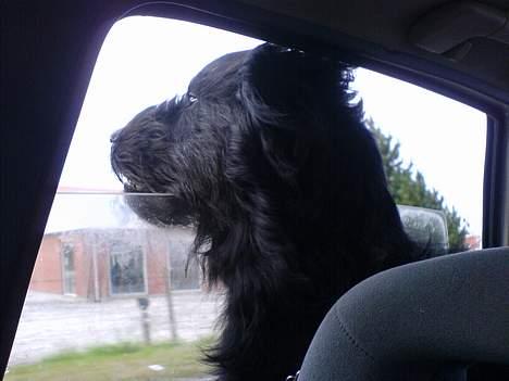 Langhåret hønsehund skipper billede 9