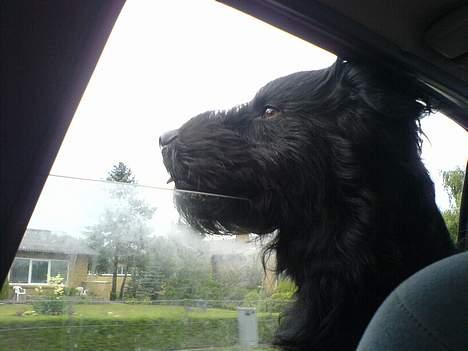 Langhåret hønsehund skipper billede 10