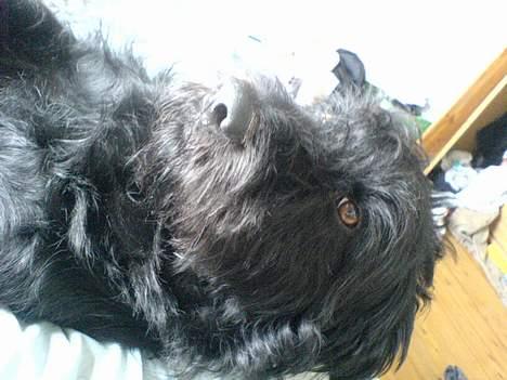 Langhåret hønsehund skipper billede 11