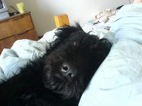 Langhåret hønsehund skipper billede 12