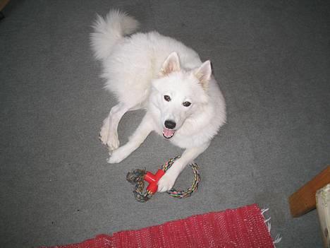 Samojedhund fiddeline - fidde det er mig og jeg er 1 og 1halvt år på dette billede billede 1